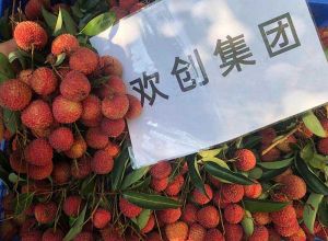 夏日好“枝”味，九州网页版登录入口-九州（中国）集团发福“荔”啦